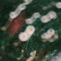 Lorea
