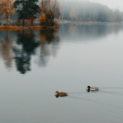 Simetriaren mugimendua